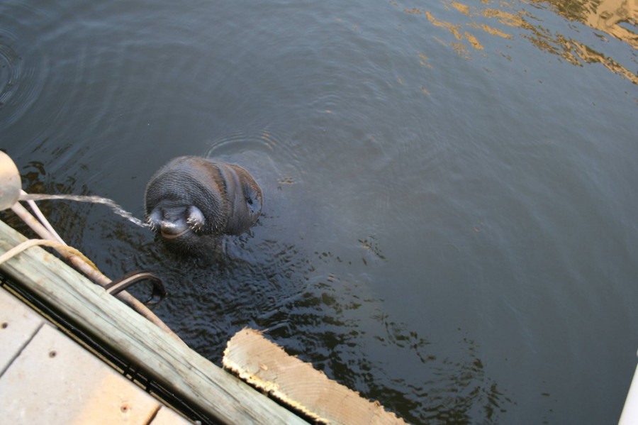 Hilton Head Manatee