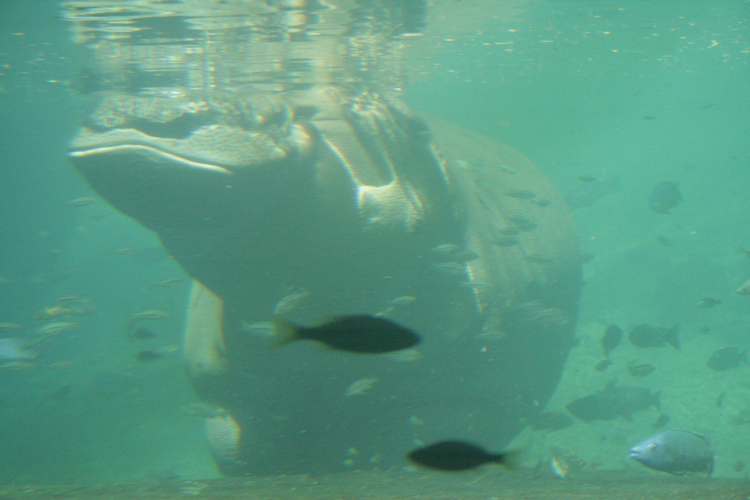 Hippo Relaxing