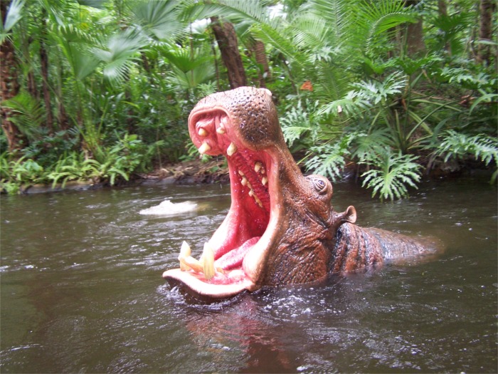 hippo