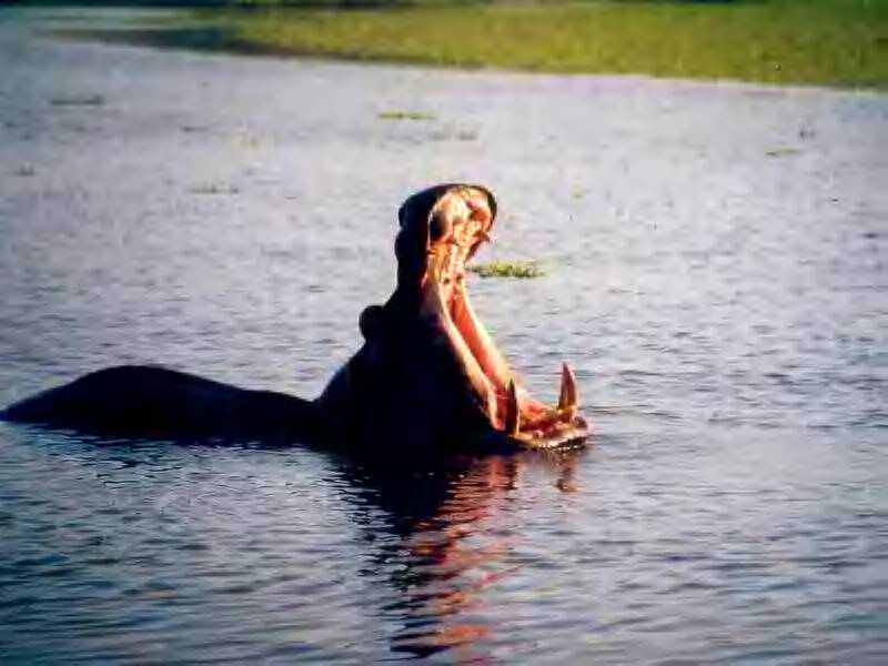 hippo
