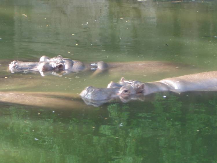 Hippopotamus
