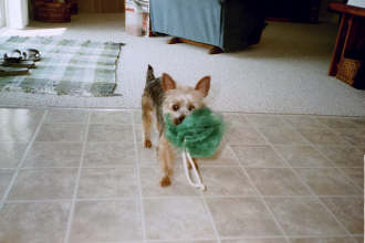 Hollydog