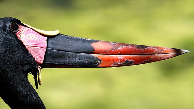 Hornbill