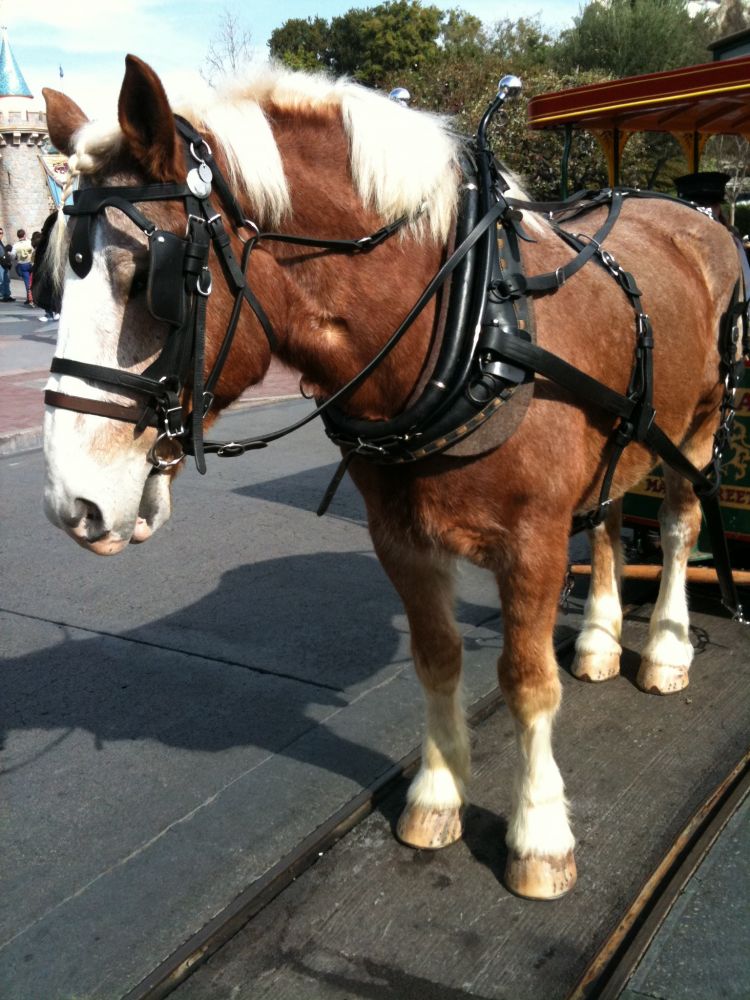 horsedrawn