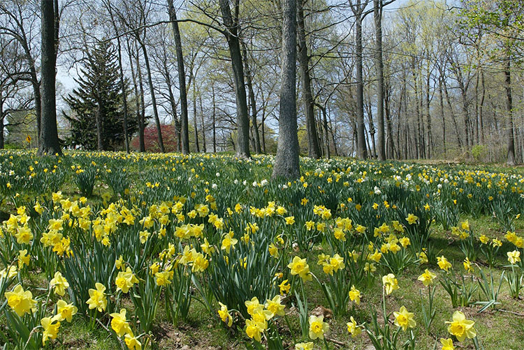 Hubbard Park dafs