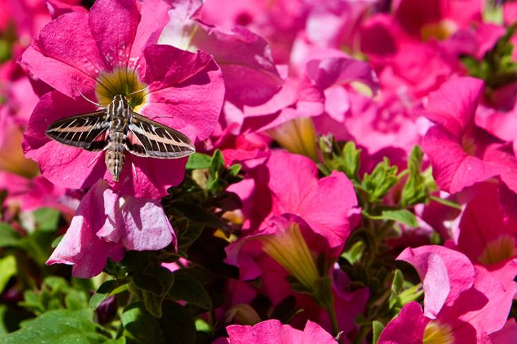 Hummingbird Moth #2