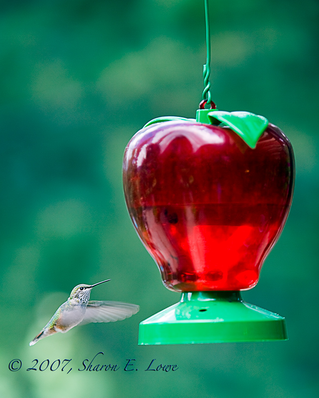 Hummingbird