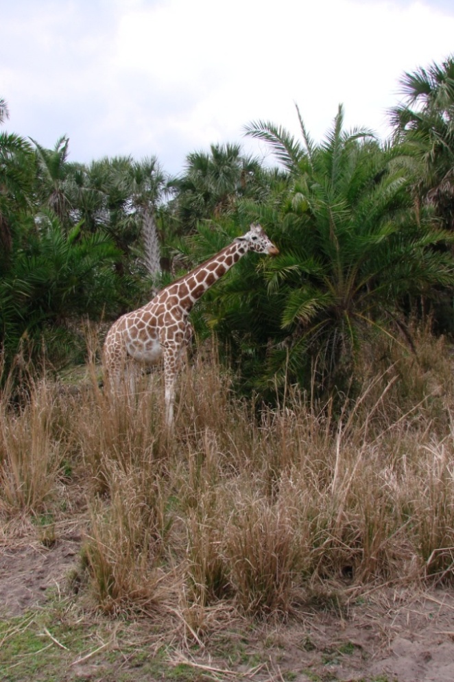 Hungry Giraffe