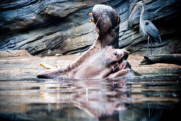 Hungry Hungry Hippo
