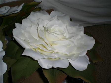 imagew2