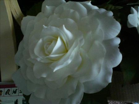 imagew23
