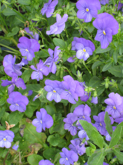 IMG_0227_resize