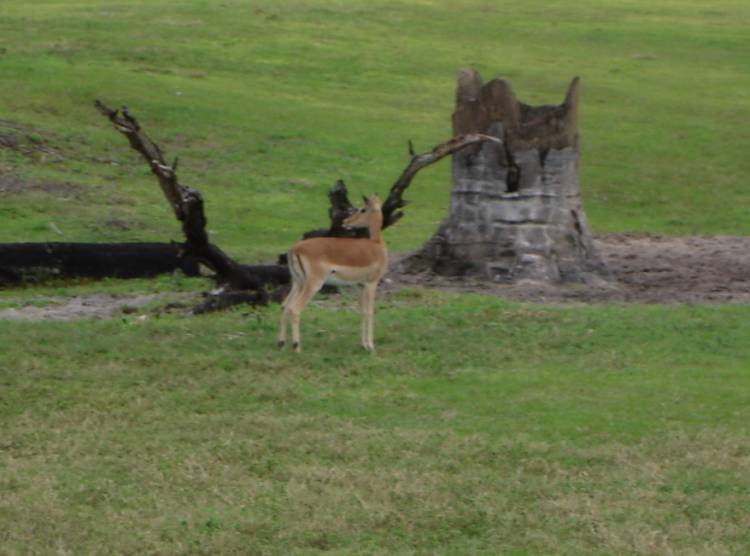 Impala
