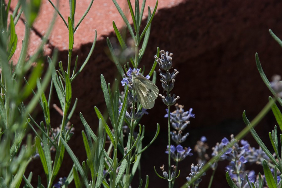 Insect