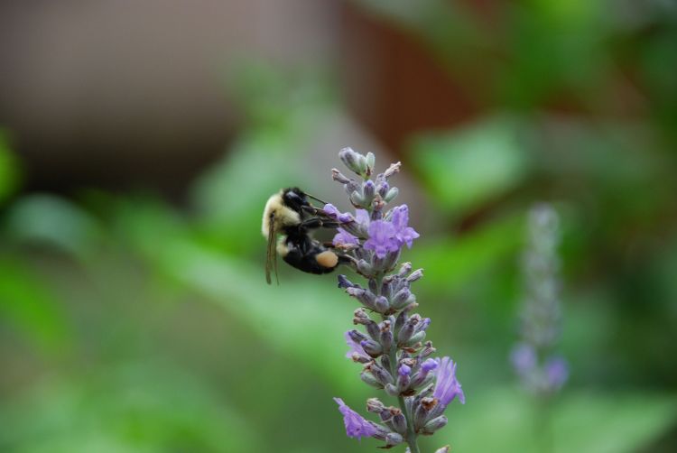 insect_on_flower
