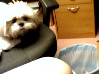 isabell