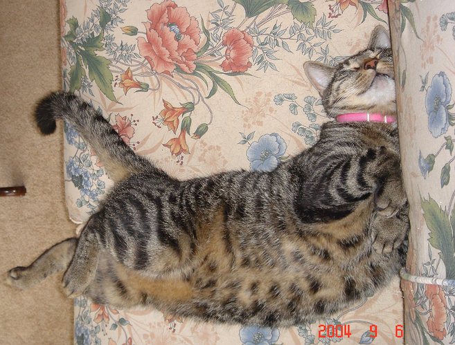 izzy_sleeping2