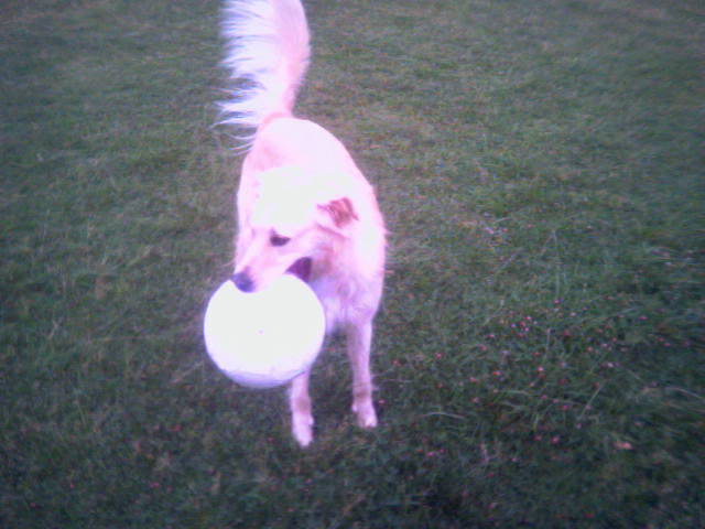 Jake with his ball
