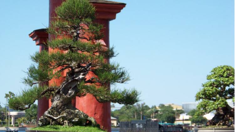 japan-fng08-1tree