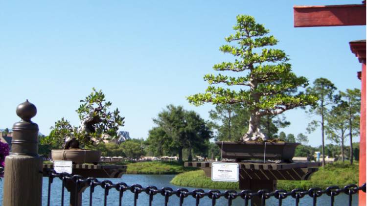 japan-fng08-3tree