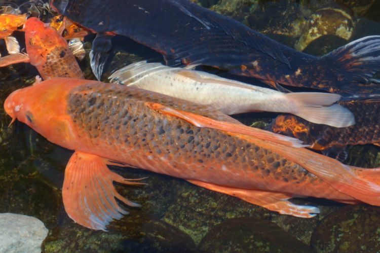 Japan Koi