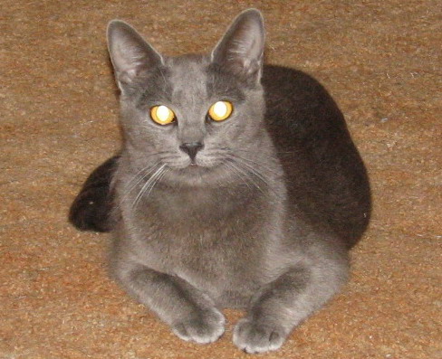 Jean