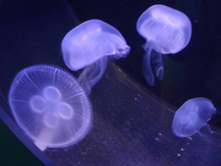 Jellyfish