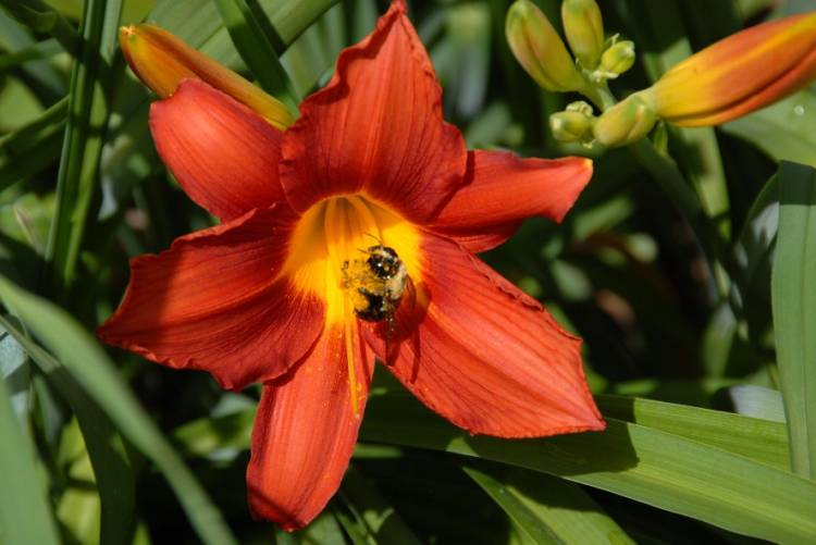 junedaylilly