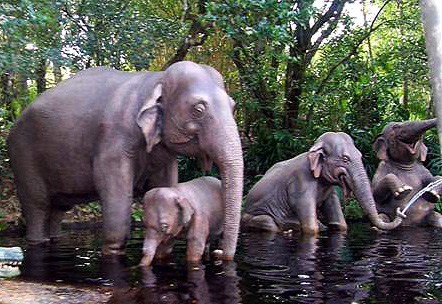 Jungle Cruise