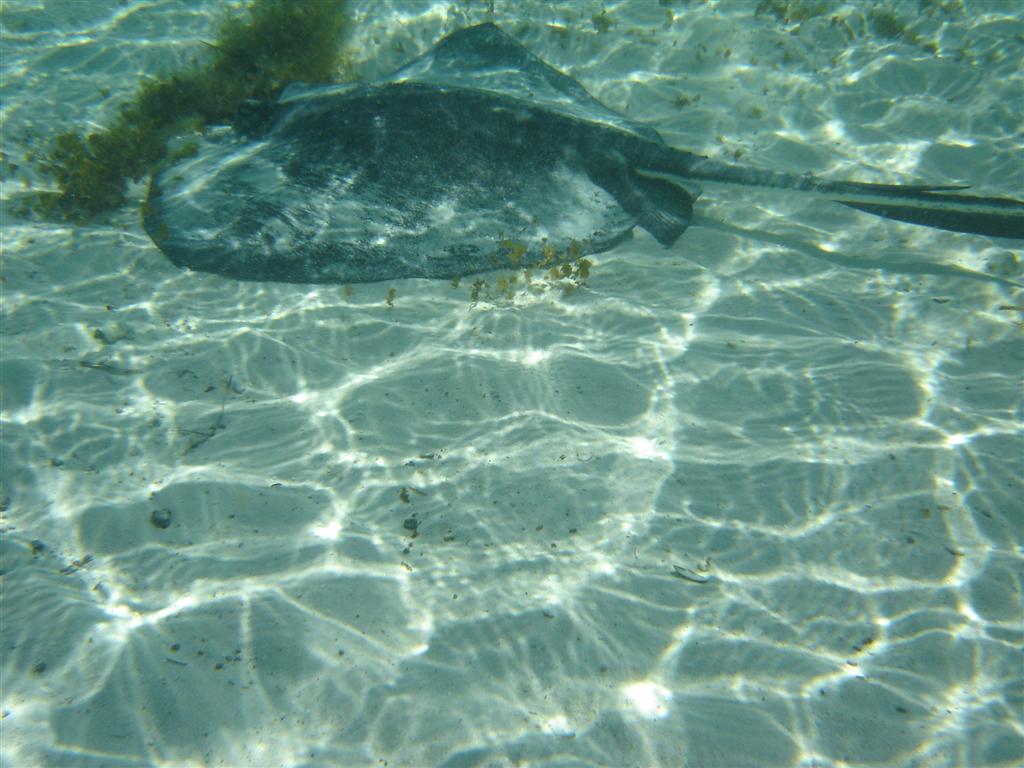 Just love that underwater digital camera case!