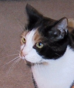 Kaliope