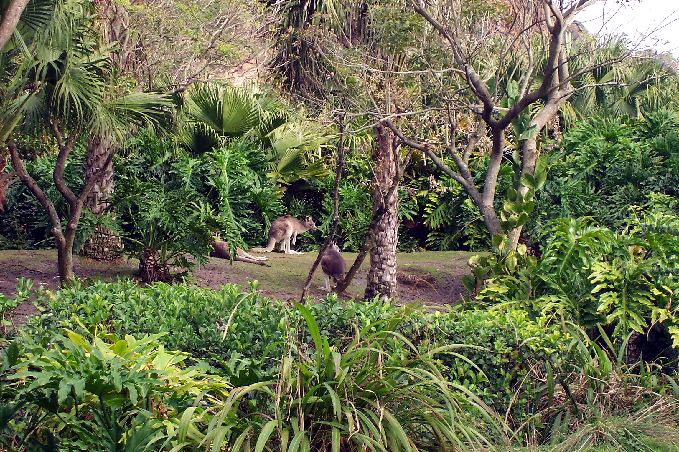 Kangaroos in the Tree of Life garden.