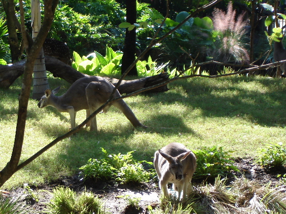 Kangaroos