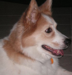 Kate Dog