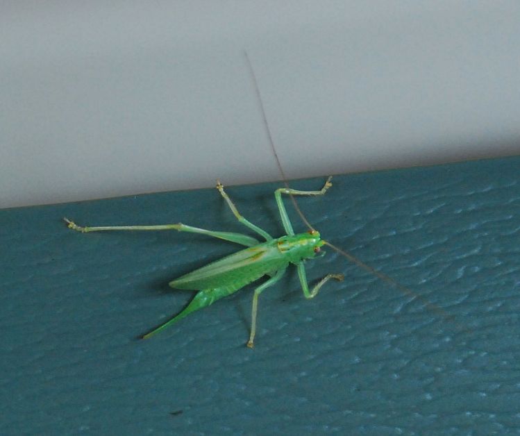 katydid