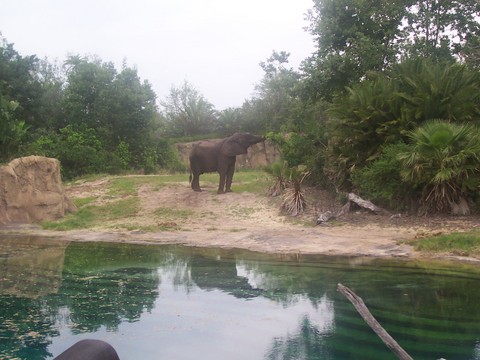 Kilamanjaro Safaris