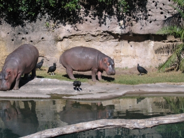 Kilimanjaro Safari-hippos