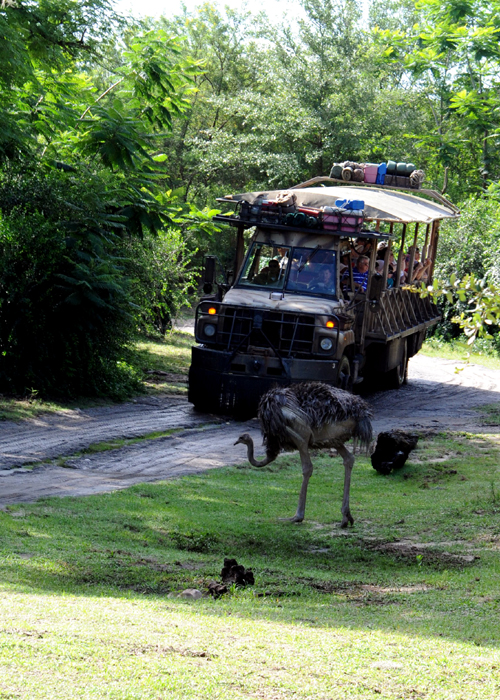 Kilimanjaro Safari