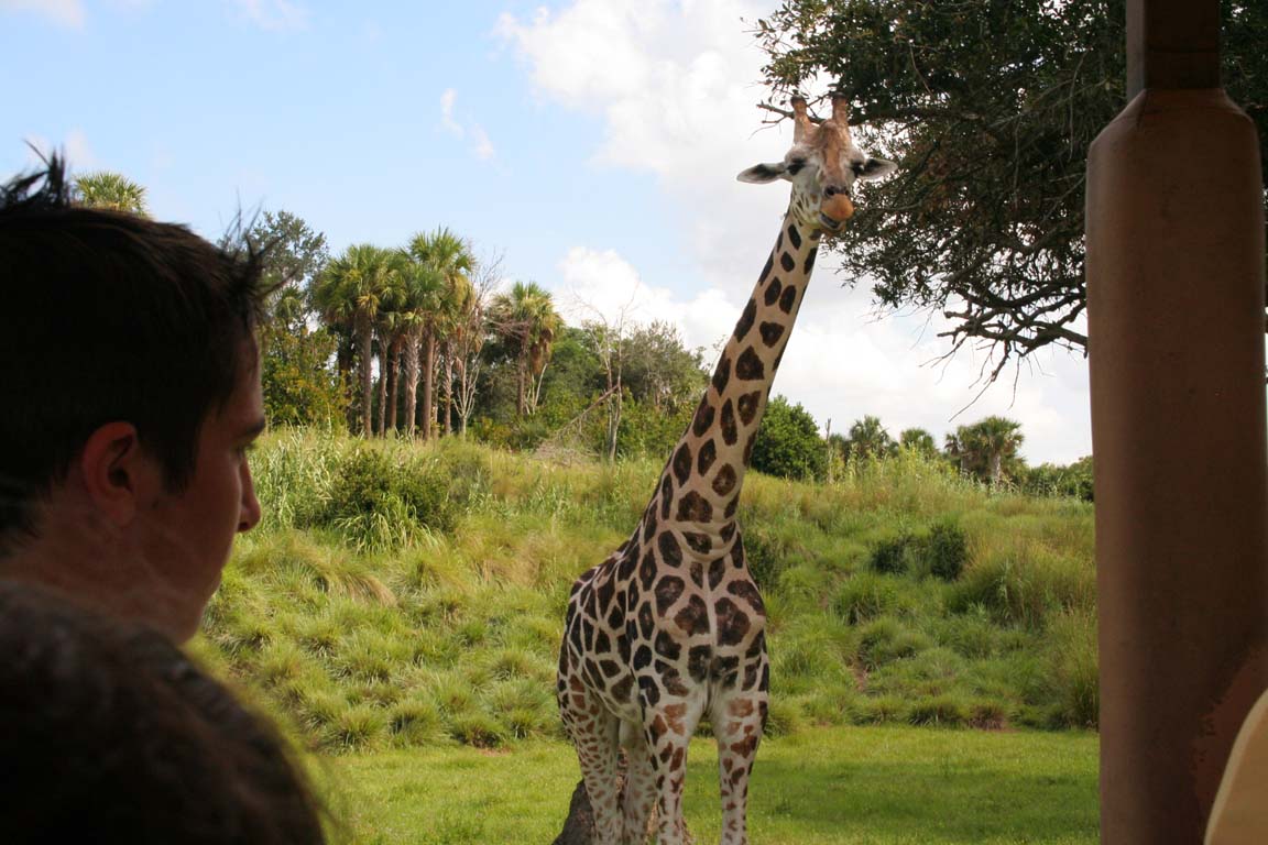 Kilimanjaro Safari.