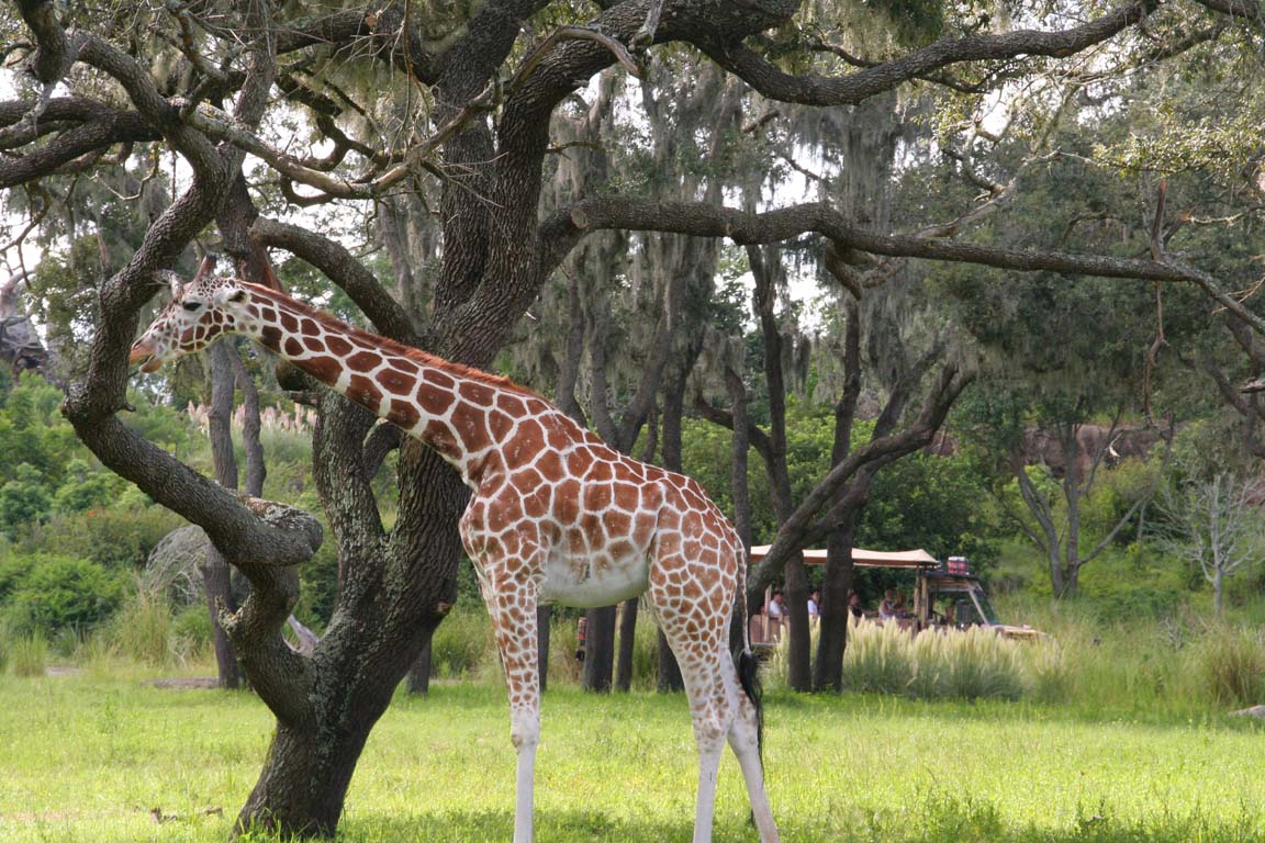 Kilimanjaro Safari.