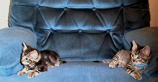 kittiesonchair2