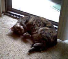 kitty tanning salon