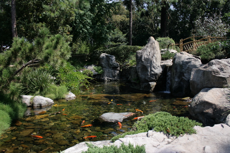 Koi Pond