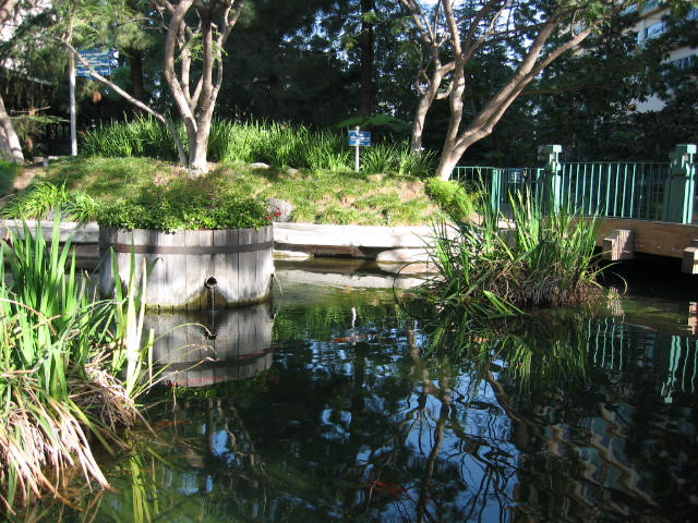 Koi Pond