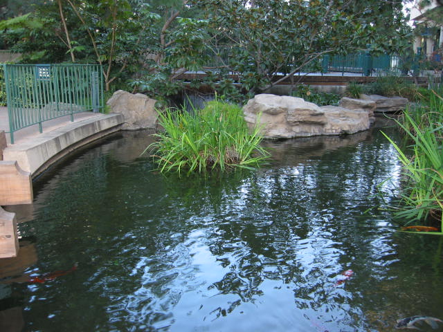 Koi Pond