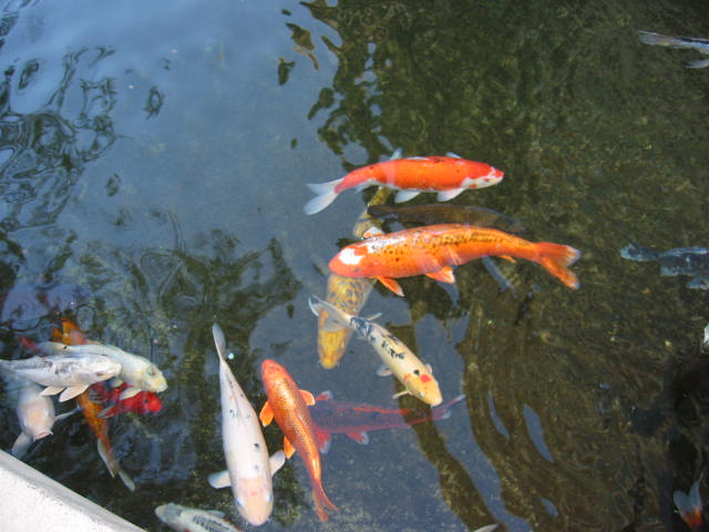 Koi Pond
