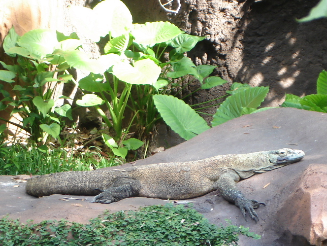Komodo Dragon