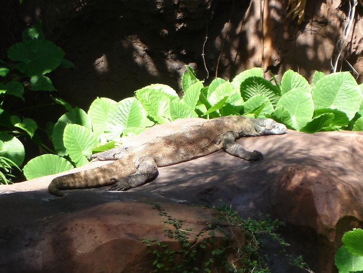 Komodo Dragon