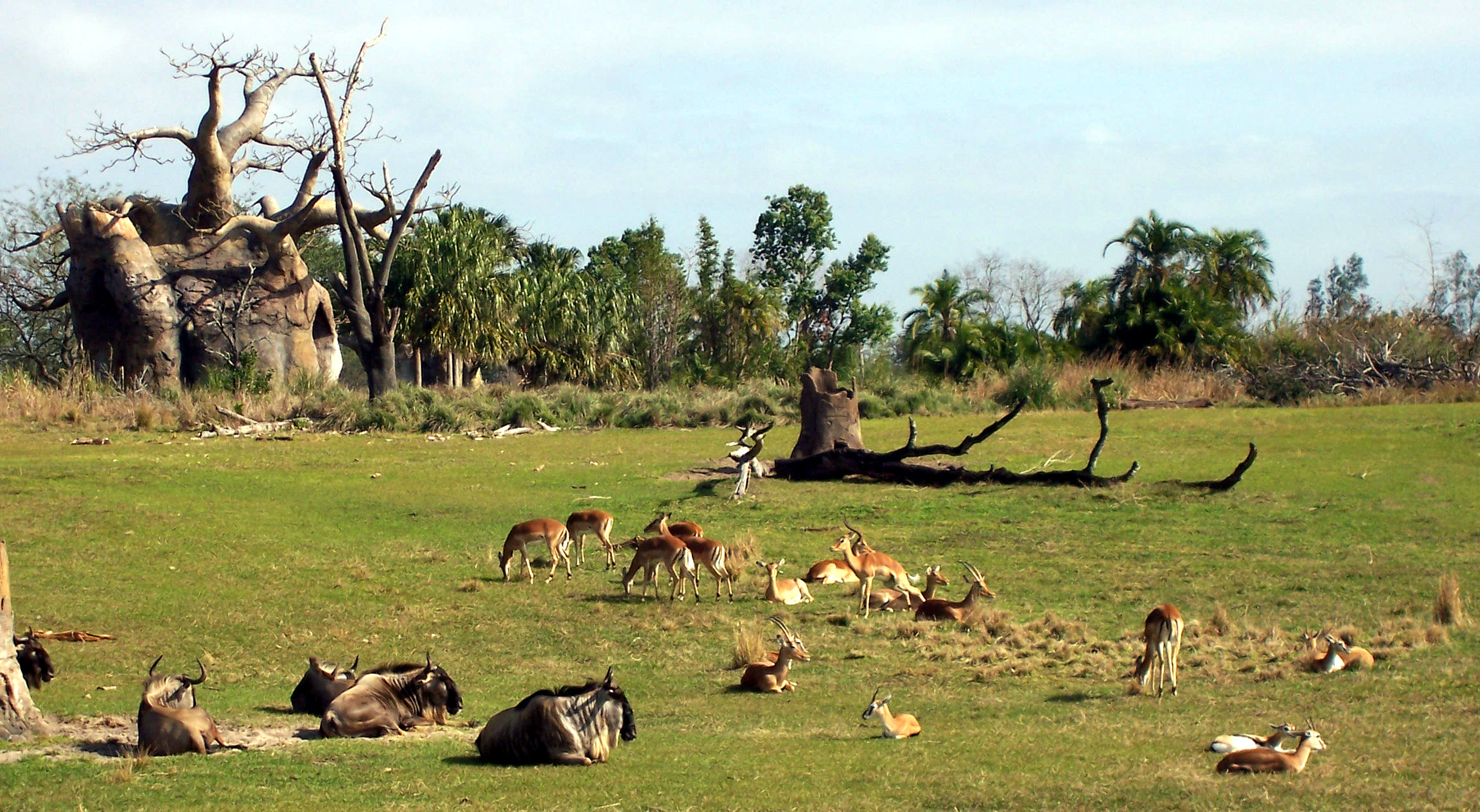 KS savannah.