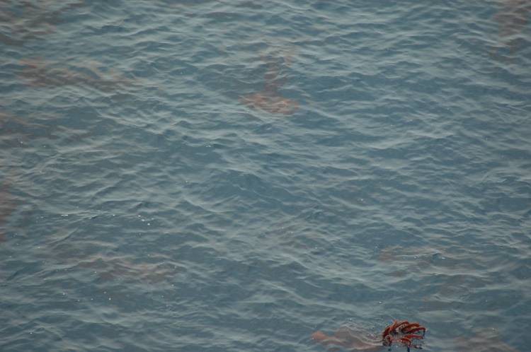 Large Squid 2